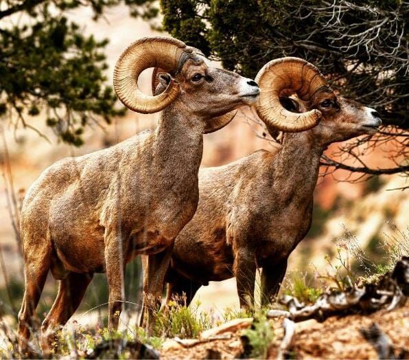 Two bighorn sheep standing next to each other in a field