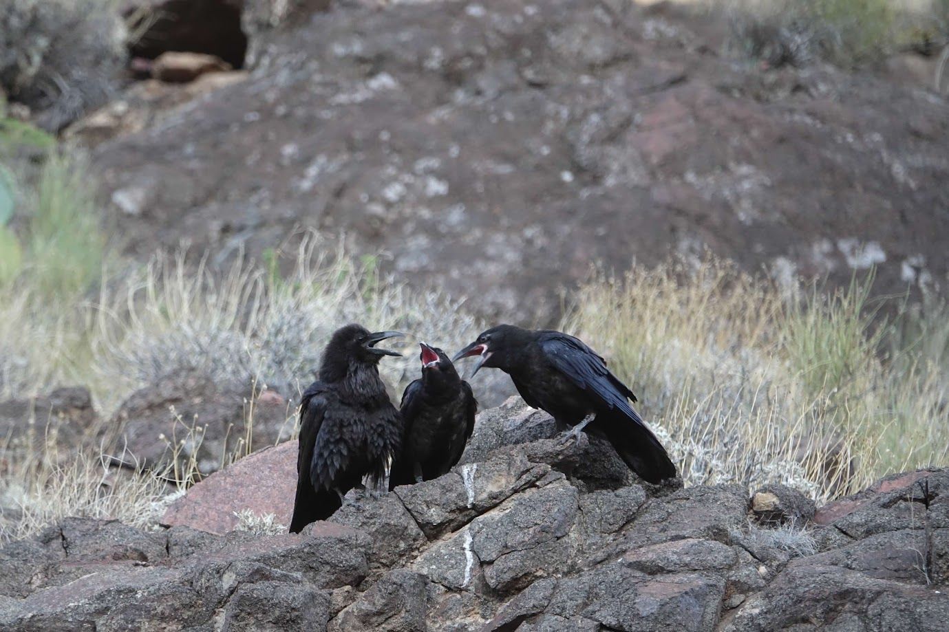 Three black birds are sitting on top of a rock.