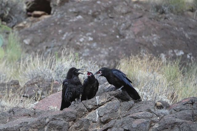 The Raven: Fascinating Insights from the GCE Animal Series