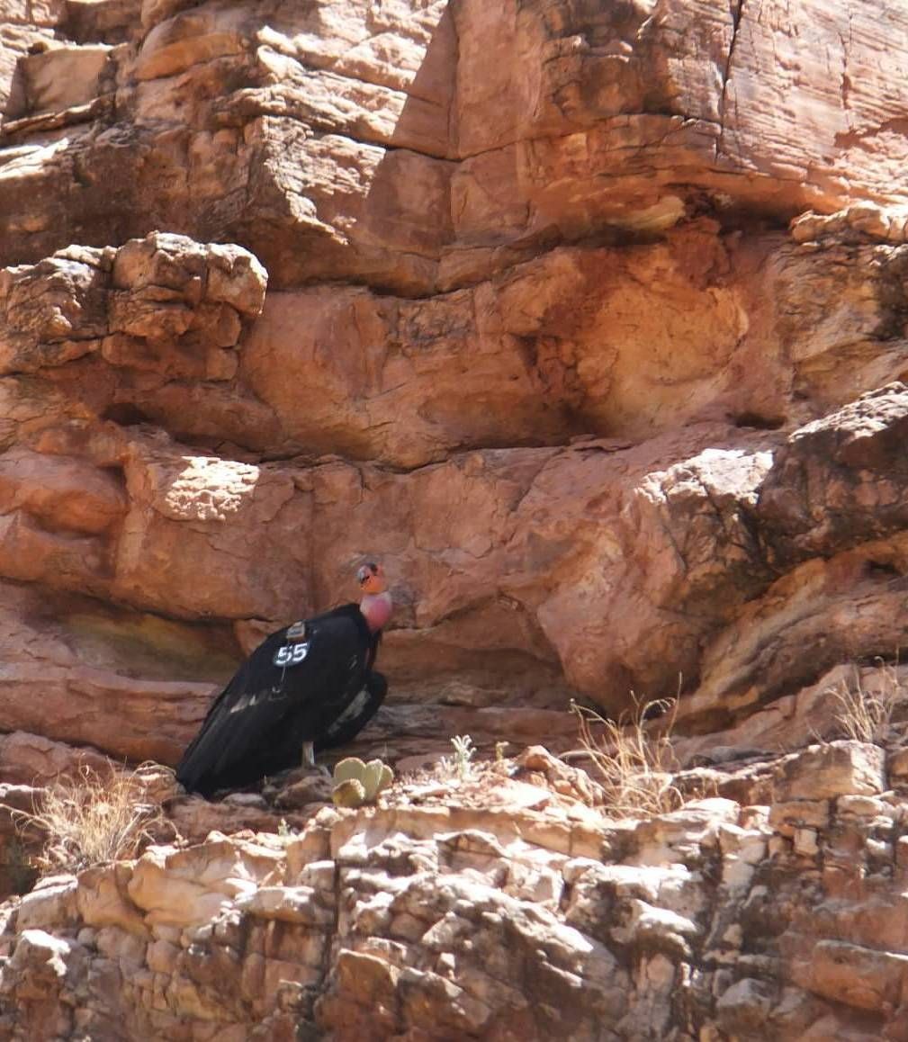 bird in the mountain