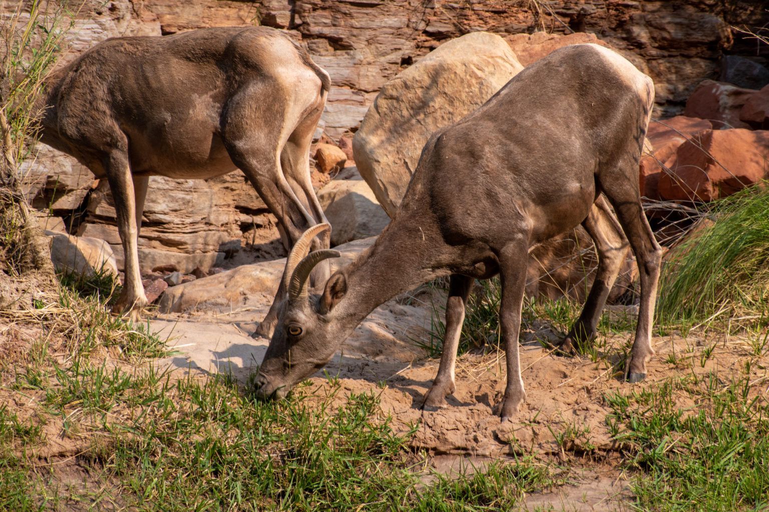 Two bighorn sheep are grazing in a field.