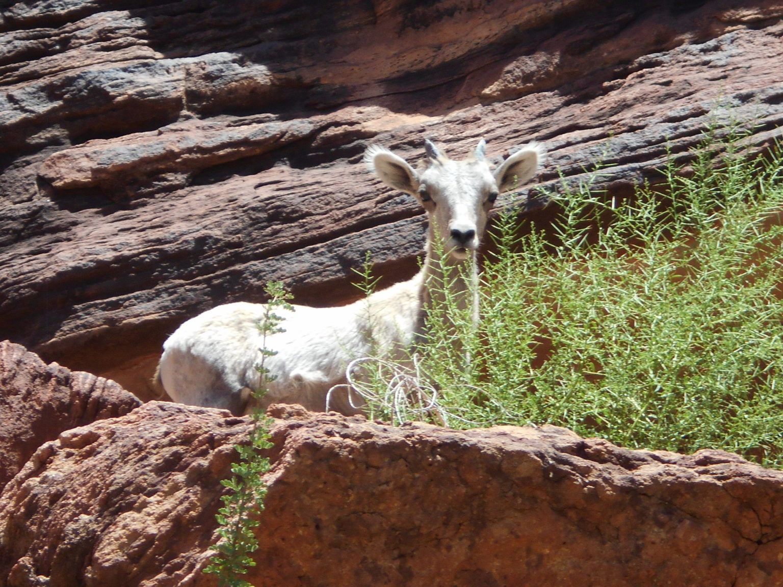 A white goat standing on a rocky hillside
