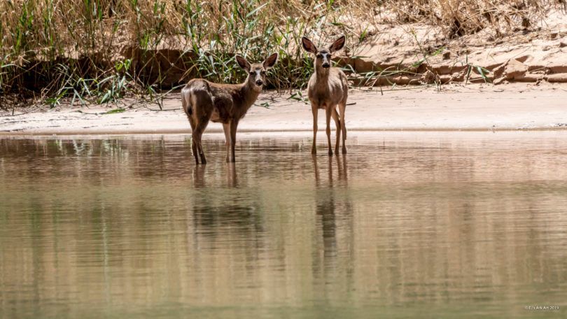 Two deer are standing in a body of water.