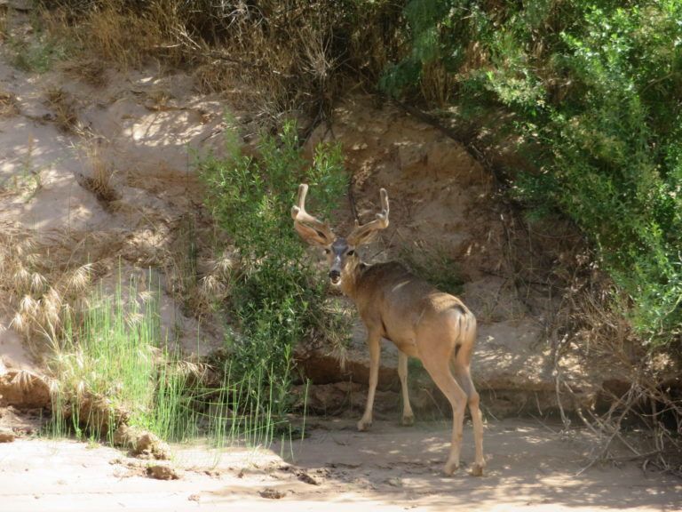 A deer is standing in the dirt near a tree.