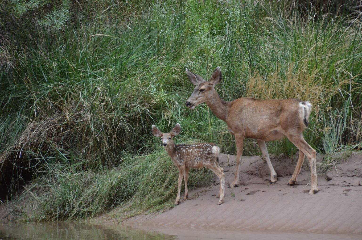 A mother deer and her baby deer are standing next to a river.