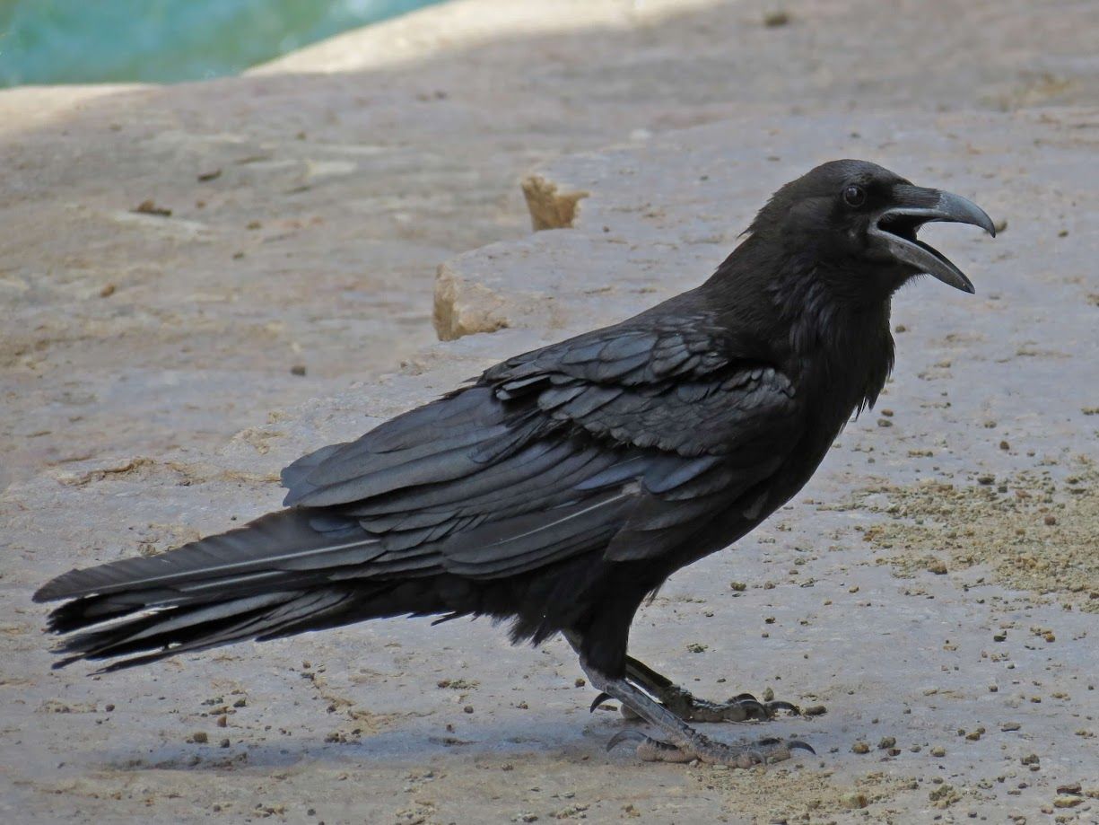 A black bird is standing on the ground with its beak open