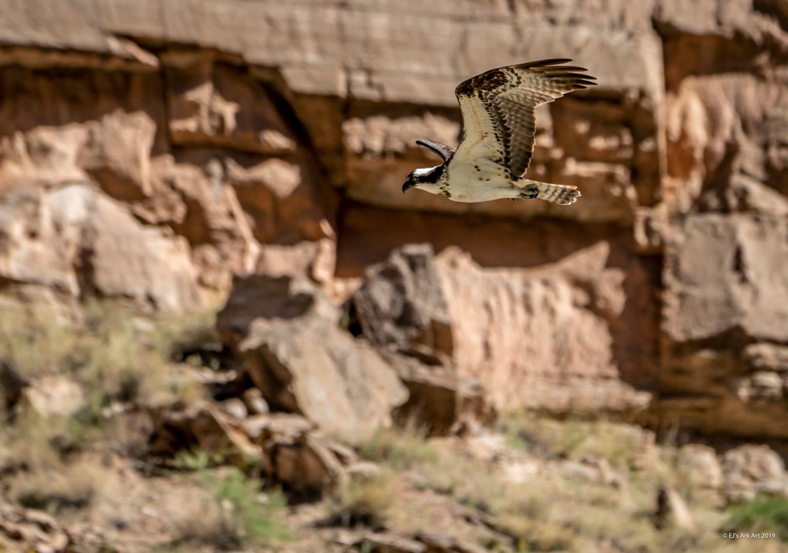 A bird is flying over a rocky cliff in the desert.
