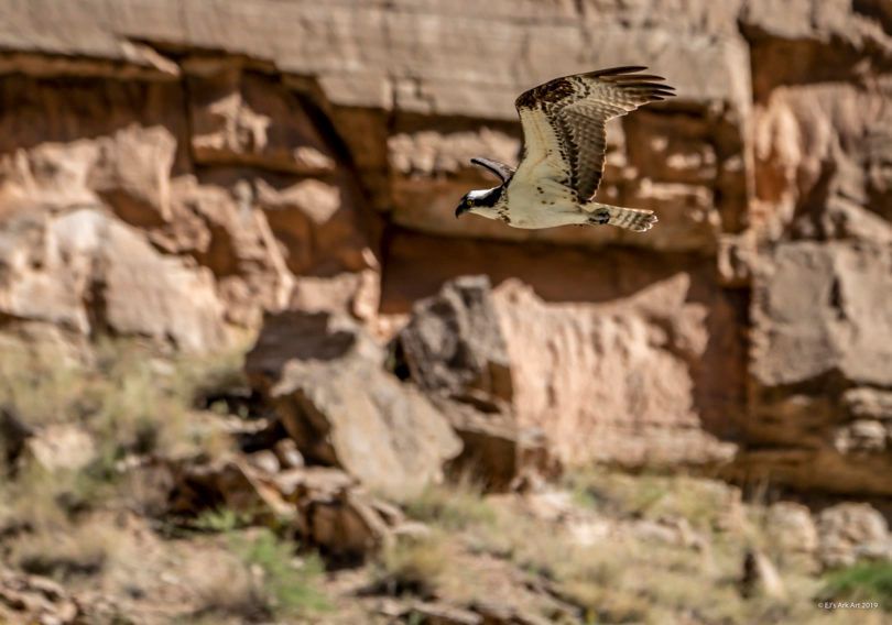 A bird is flying over a rocky cliff in the desert.