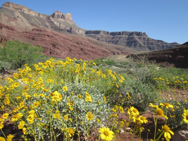 A field of yellow flowers with mountains in the background
