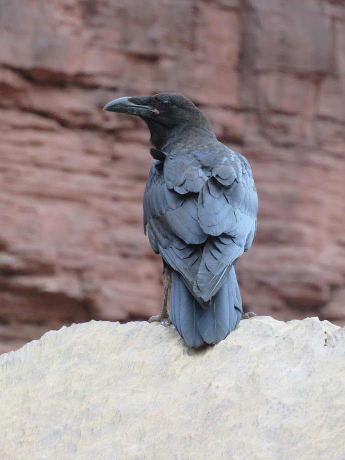 A black bird is perched on top of a rock.