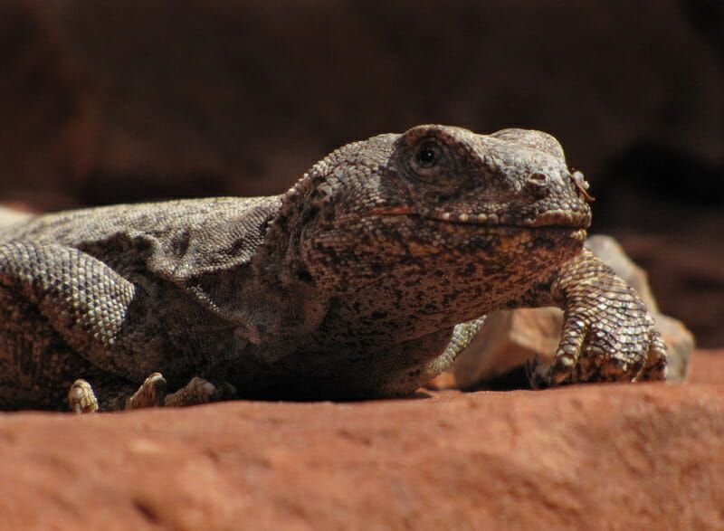 A lizard is laying on a rock and looking at the camera.