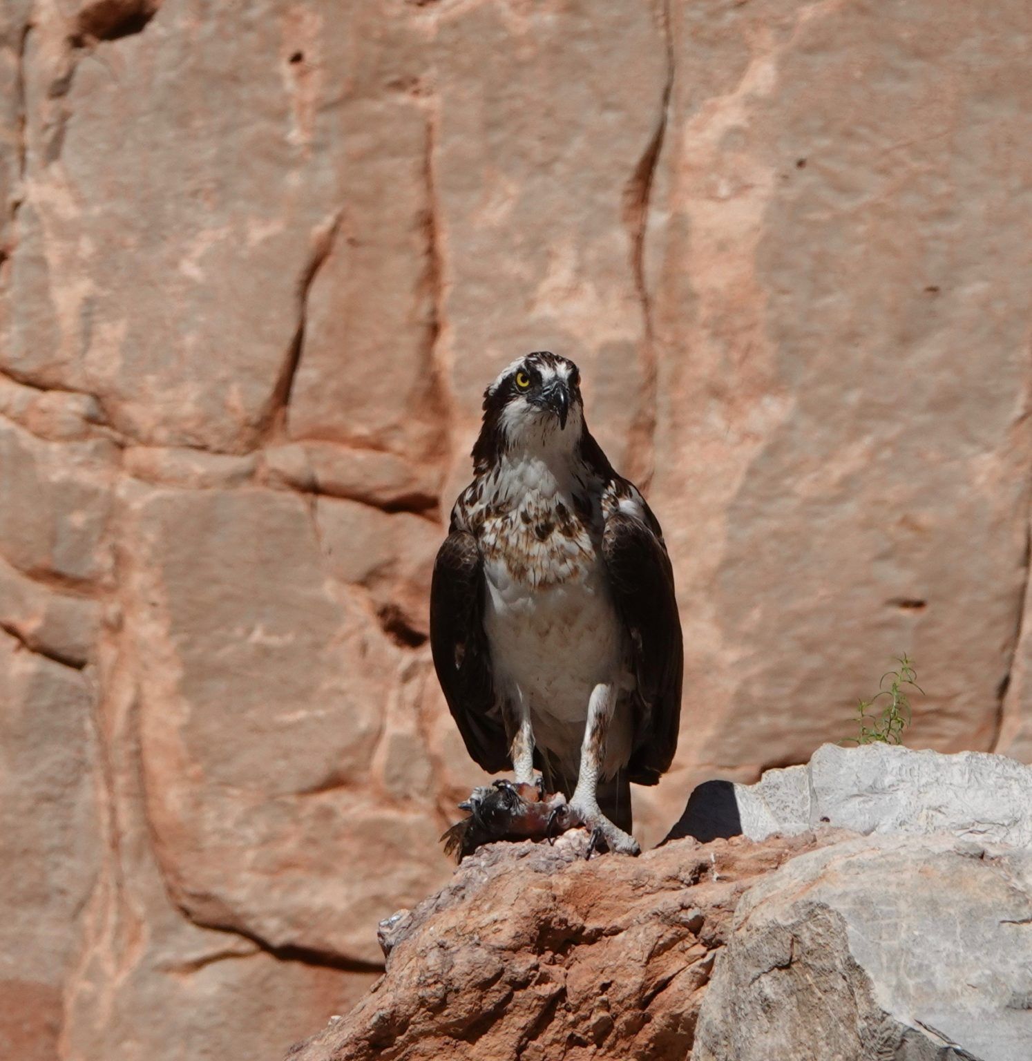 A bird perched on a rock looking at the camera