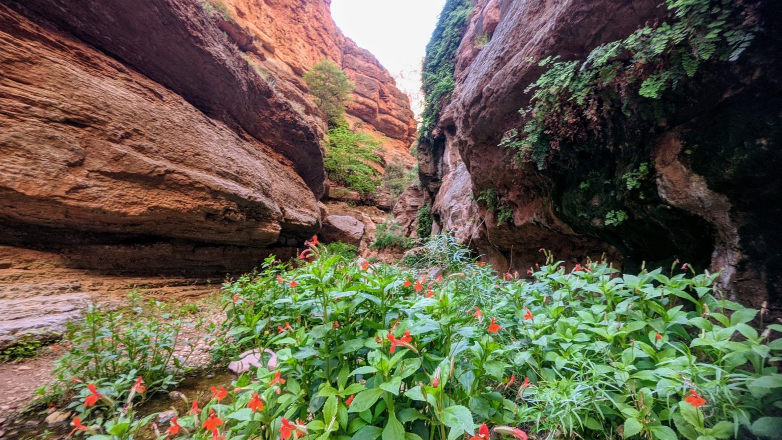 A narrow canyon filled with lots of flowers and plants.
