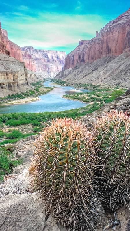 There is a cactus in the foreground and a river in the background.