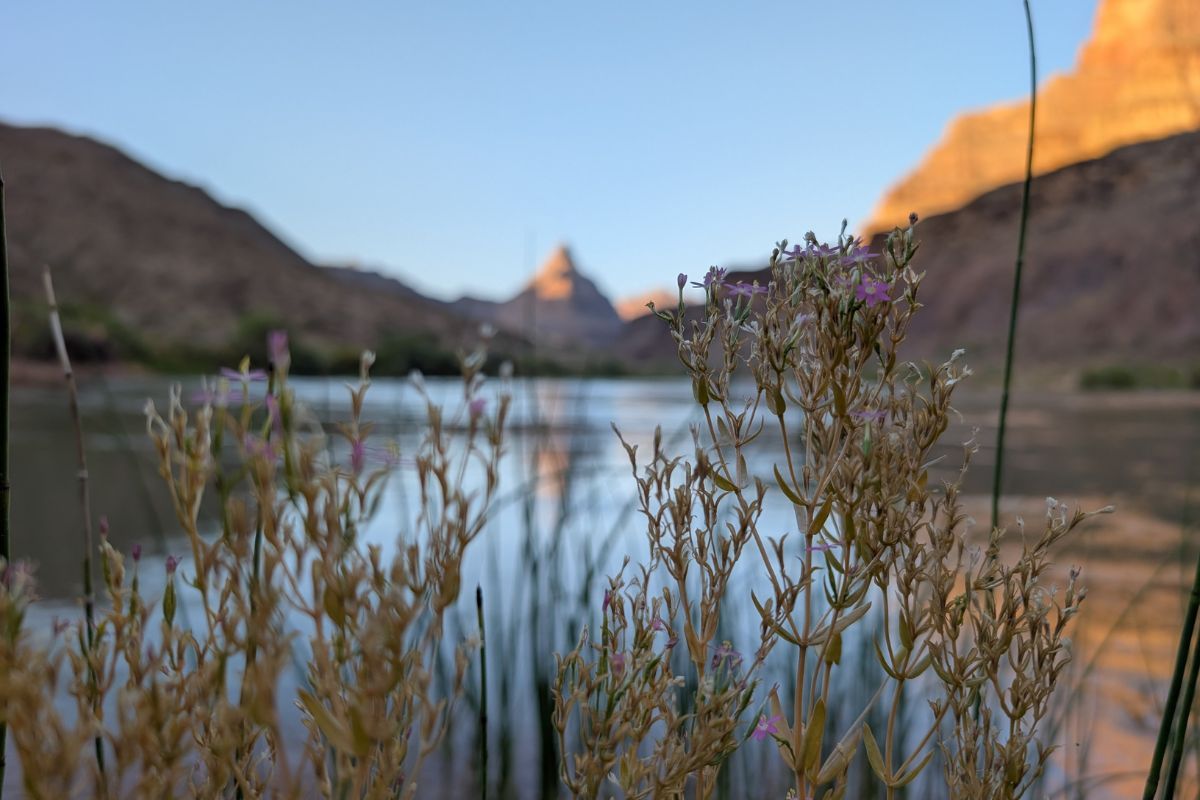 Water plants in foreground with a river and canyon walls in the background.