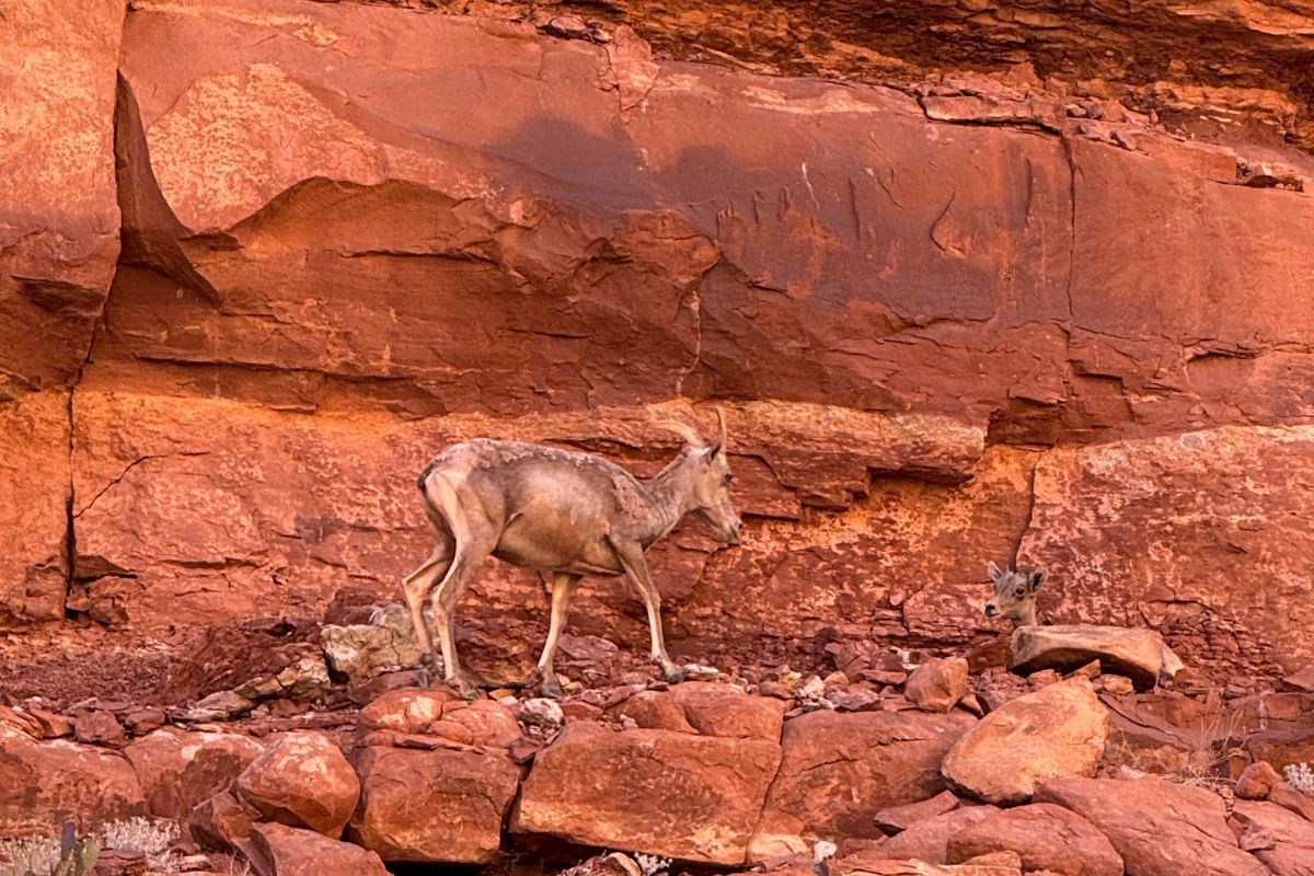 A bighorn sheep walks along a red rock cliffside.