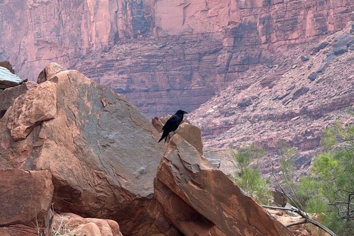 Black bird perched on red rock formation, with canyon in the background.