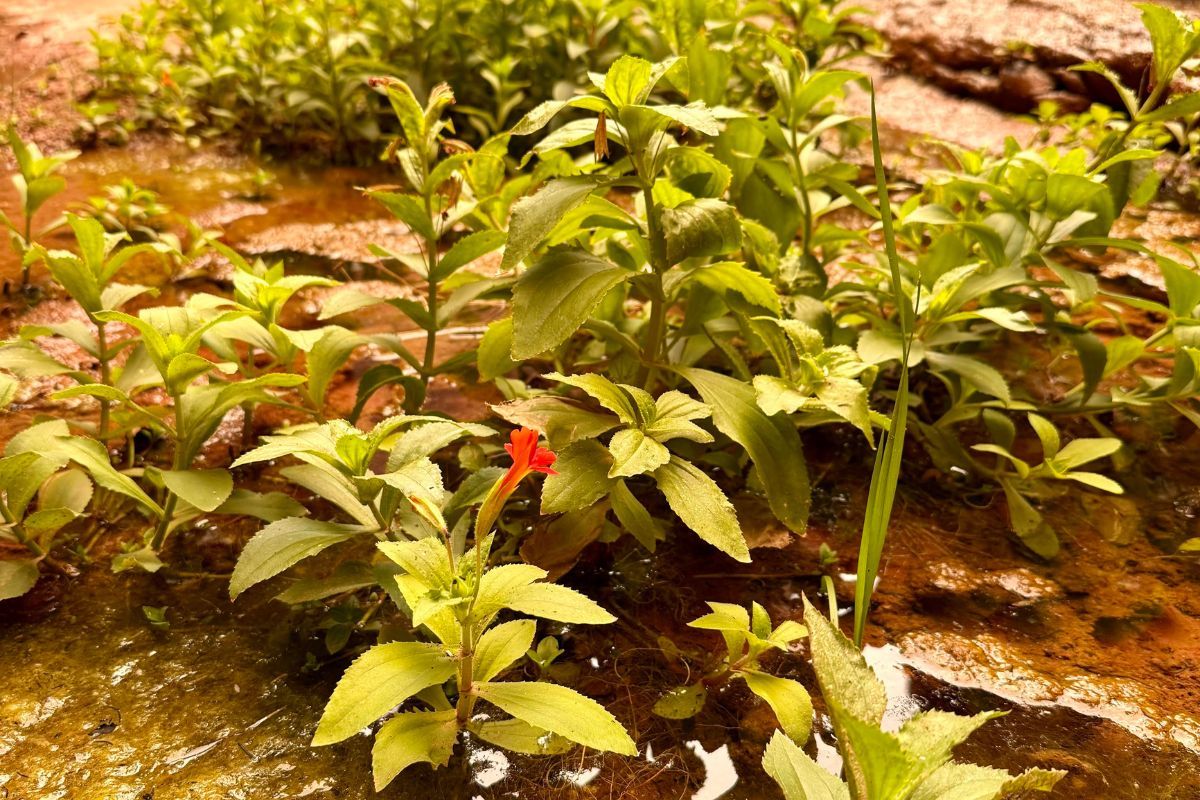Green plants with a small red flower growing on a wet, rocky surface.