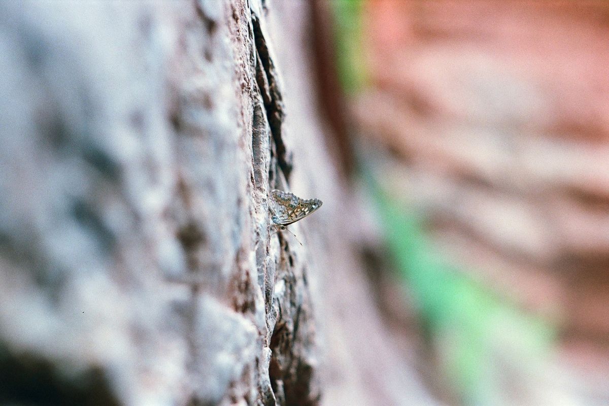 Close-up of a butterfly peeking out from a textured rock crevice.