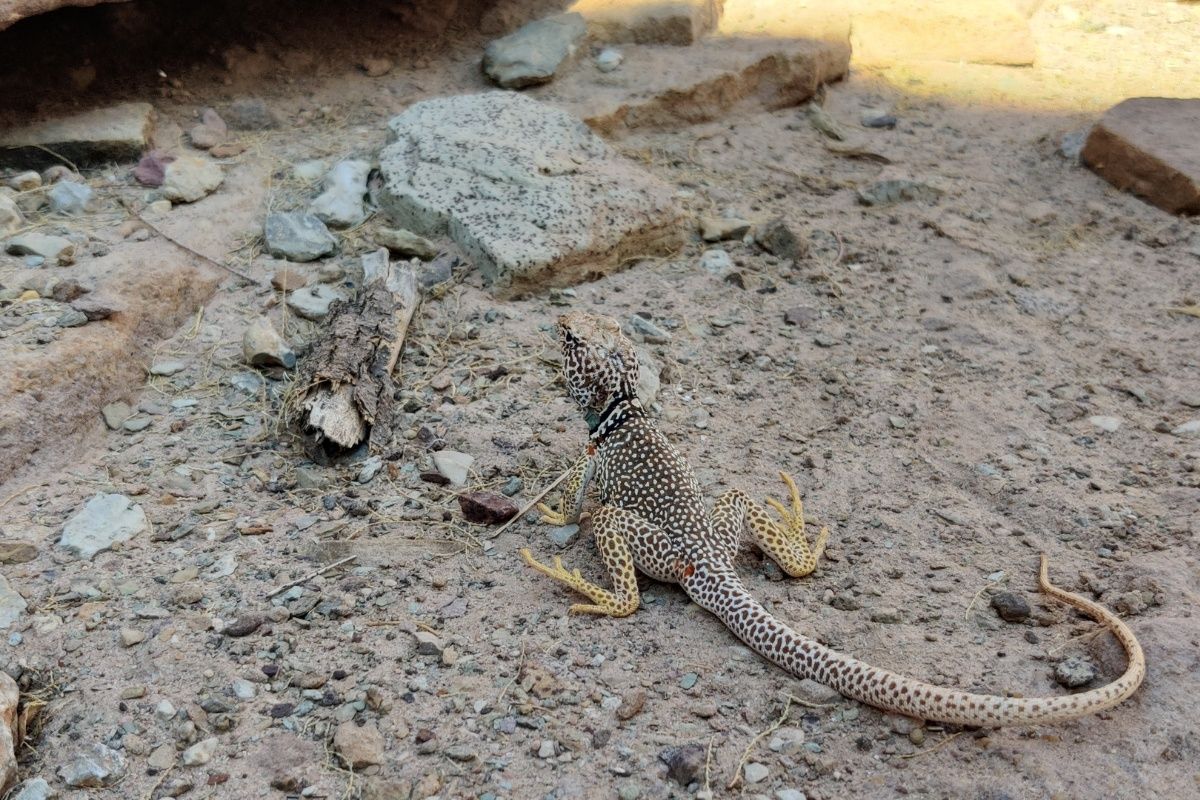 A lizard is standing on a rocky surface.