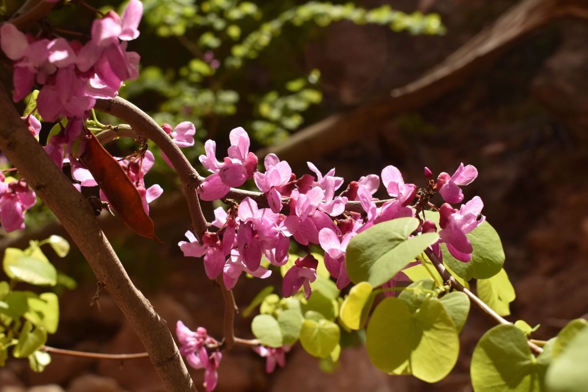 A tree branch with pink flowers and green leaves