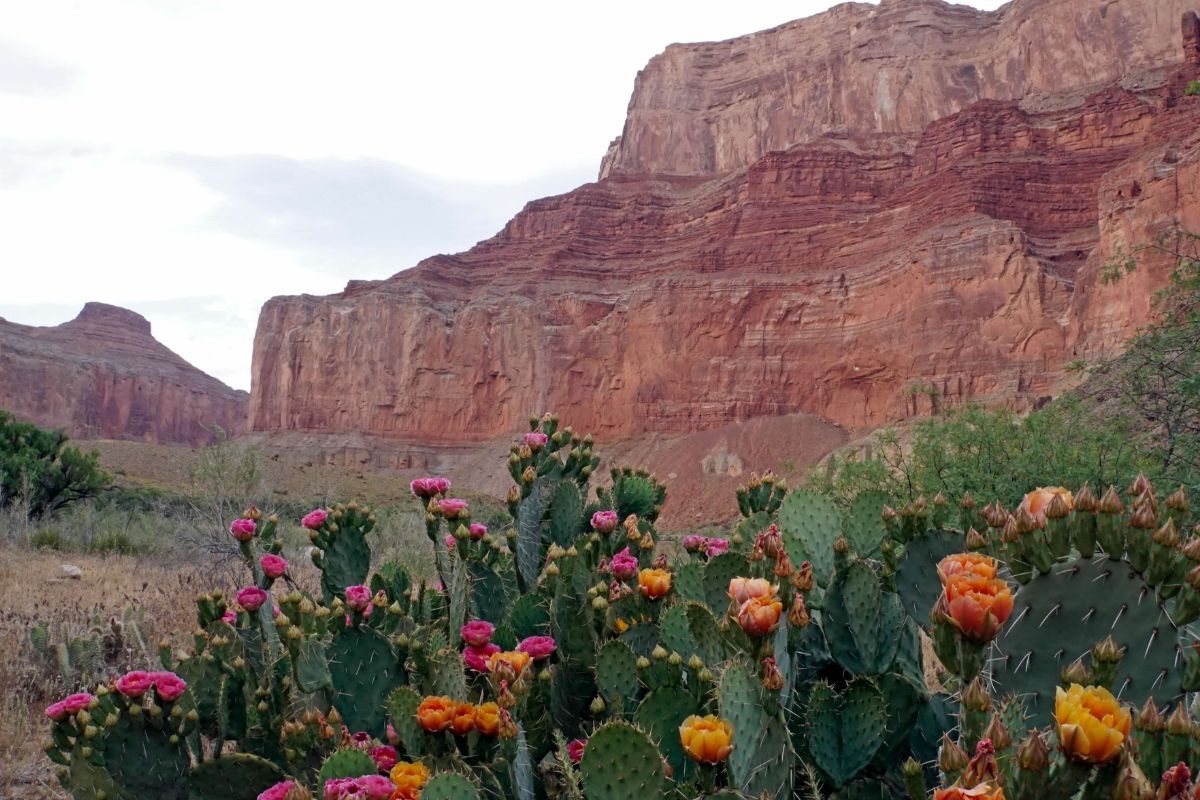 A bunch of cactus plants with mountains in the background