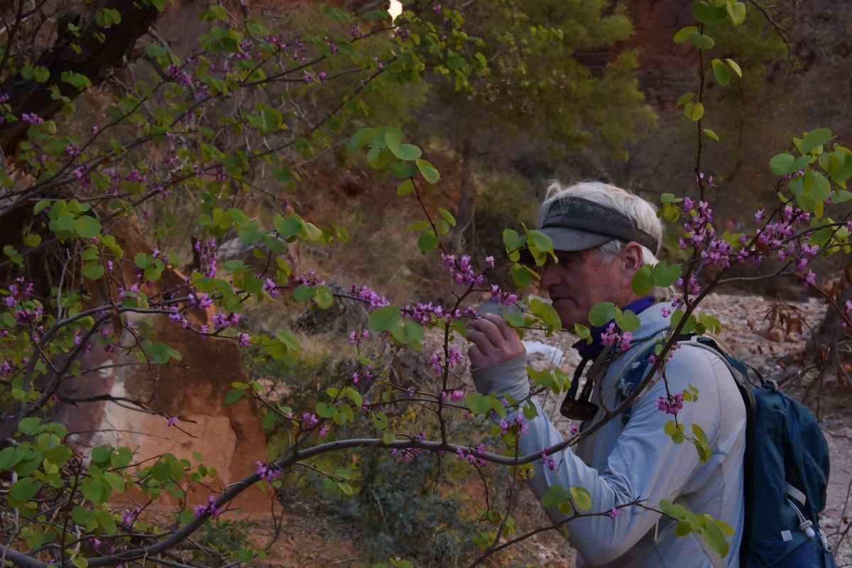 A man smelling purple flowers on a tree branch