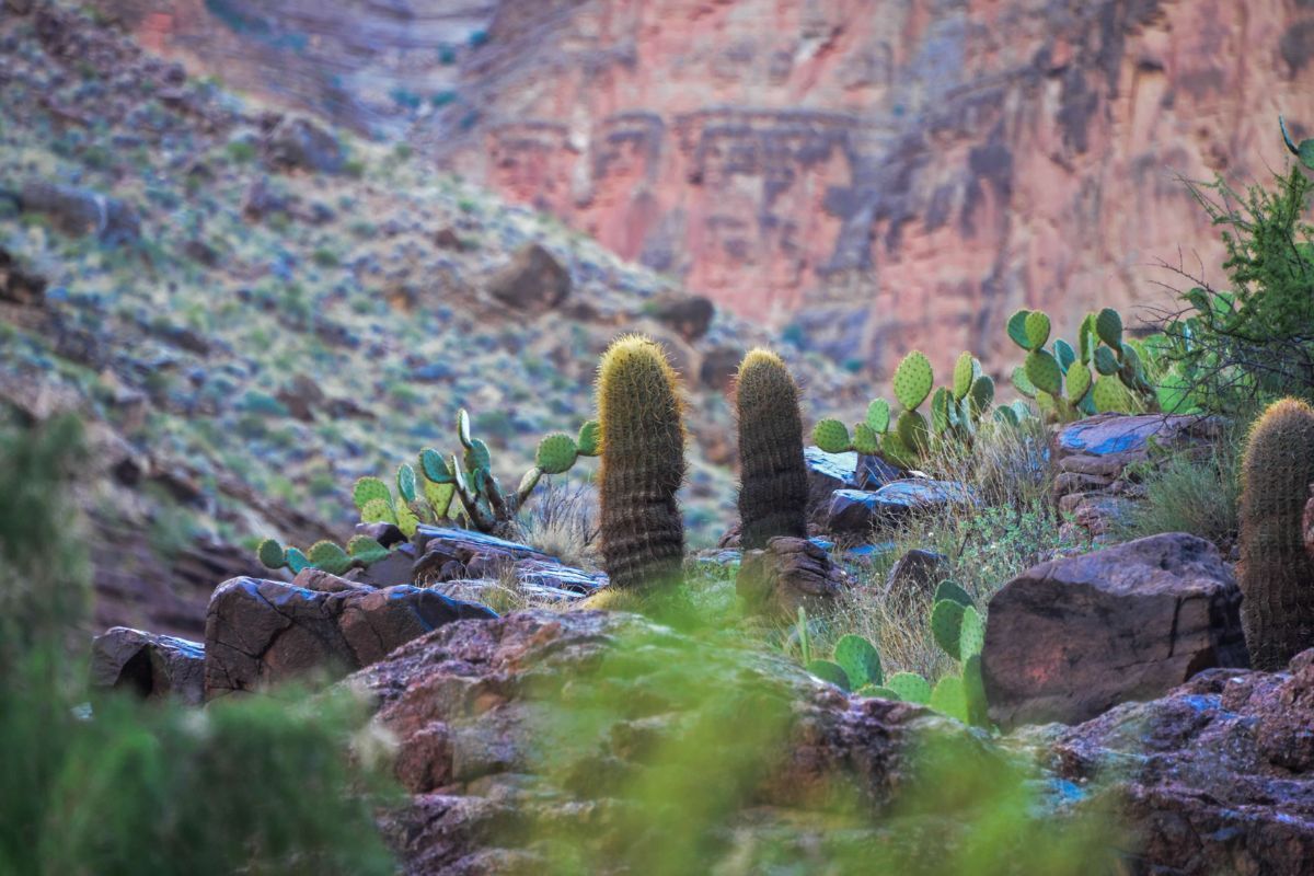 A group of cactus growing on a rocky hillside