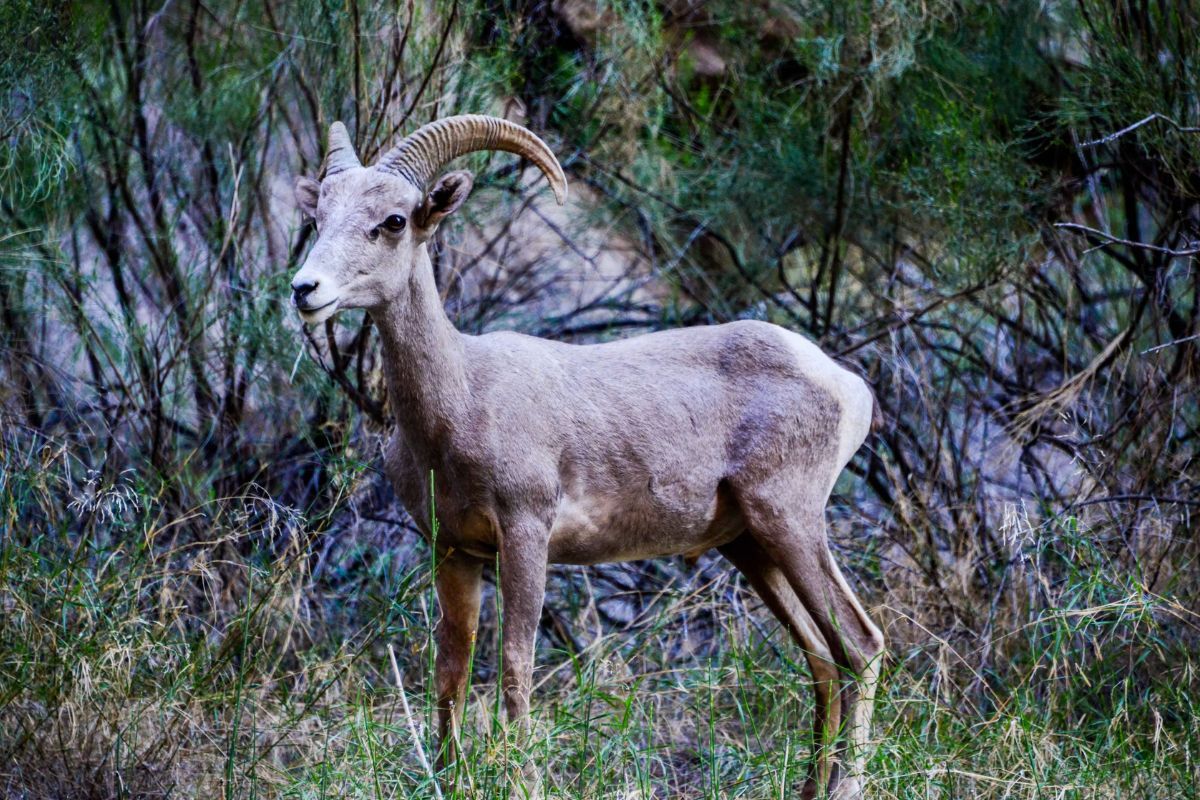 A bighorn sheep is standing in the grass in the woods.
