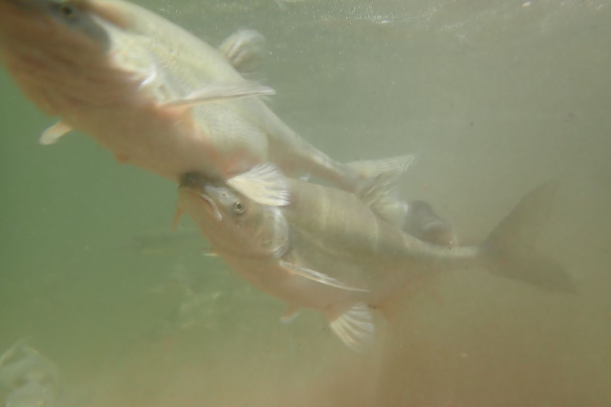 A group of fish are swimming in the water.