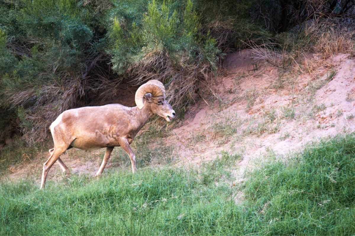 A ram is walking down a grassy hill.