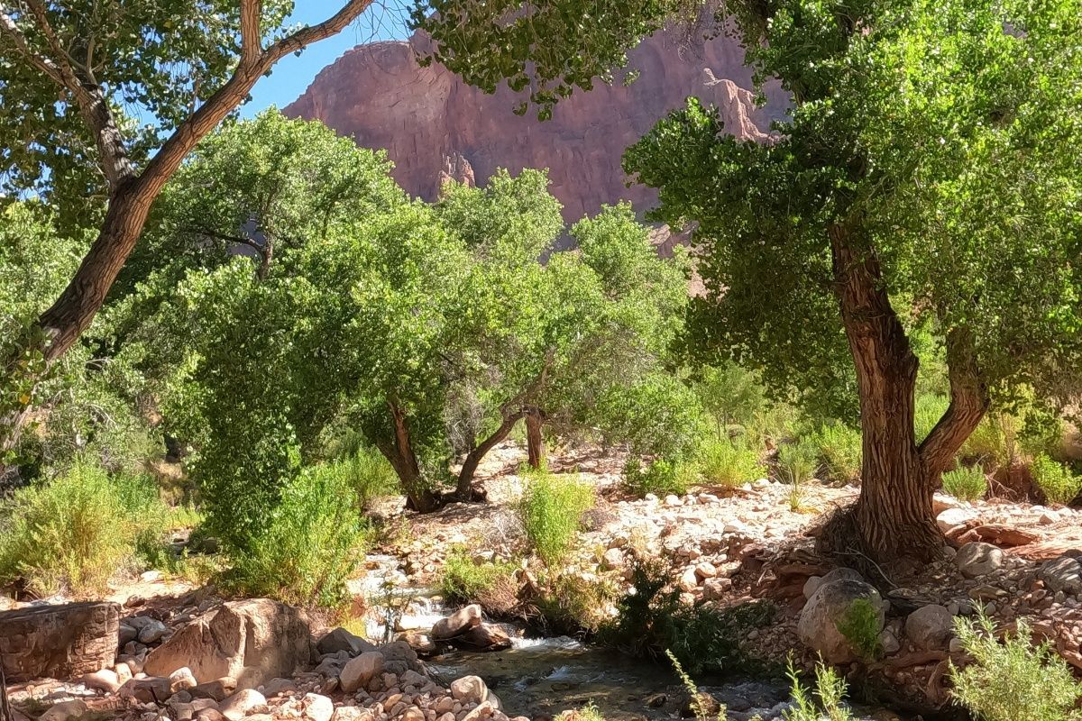 A river running through a forest with trees and rocks