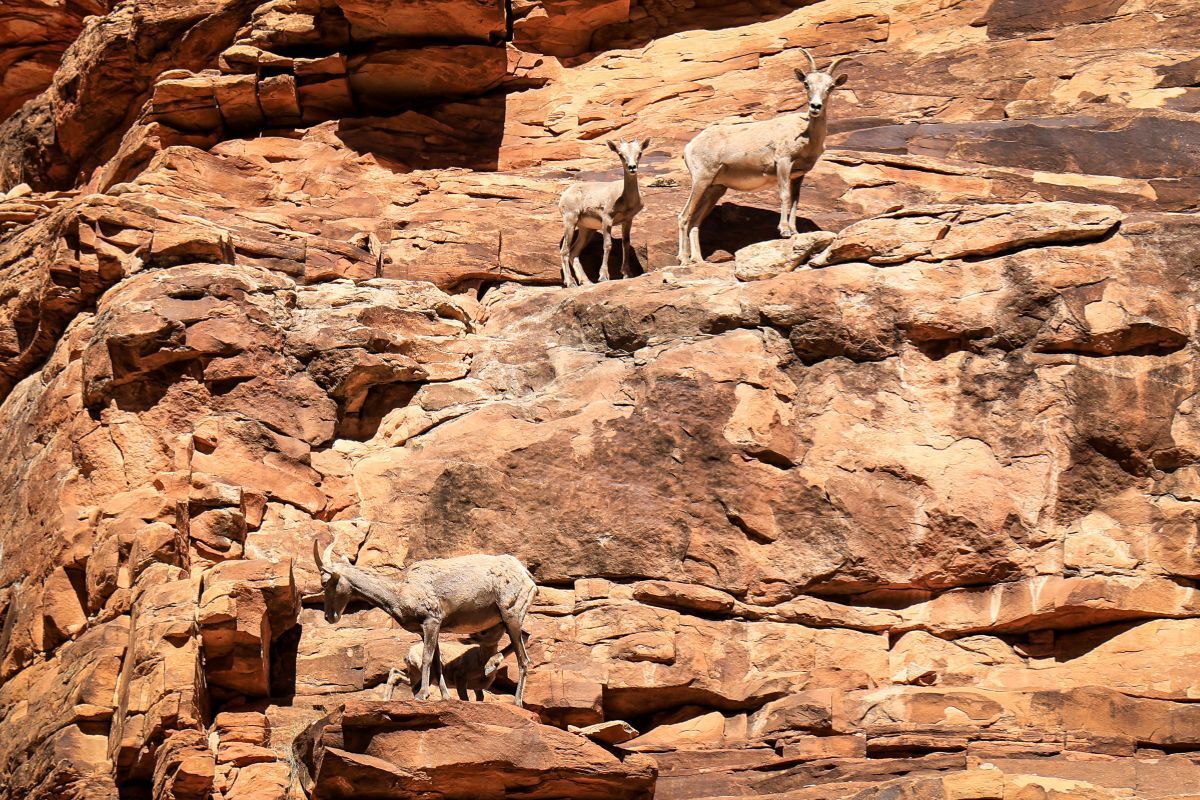 Bighorn sheep stand on red rock cliffs in a desert setting.