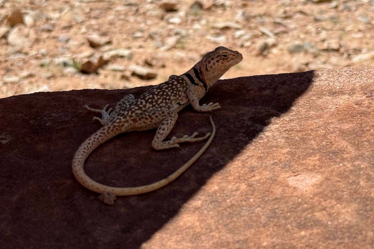 Lizard with dark collar and spotted back basking on a reddish-brown rock in sunlight.