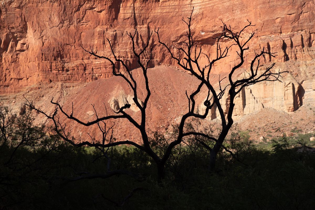 Silhouette of bare tree against reddish-brown cliff face.