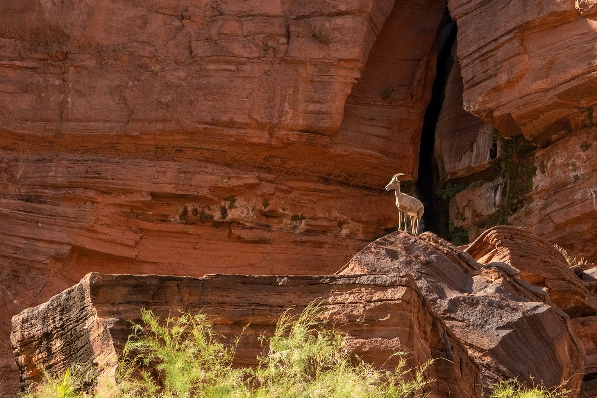 Bighorn sheep perched on red rock formation, looking out.