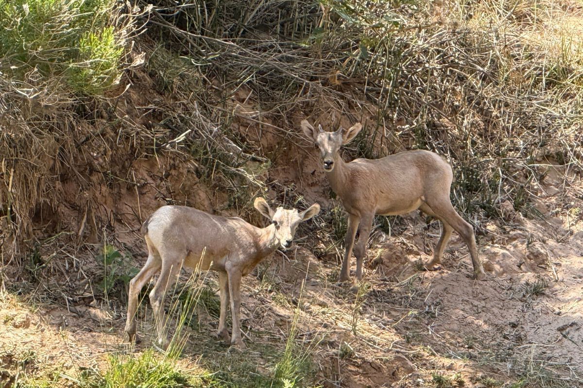 Two deer standing on a hillside with dry brush.