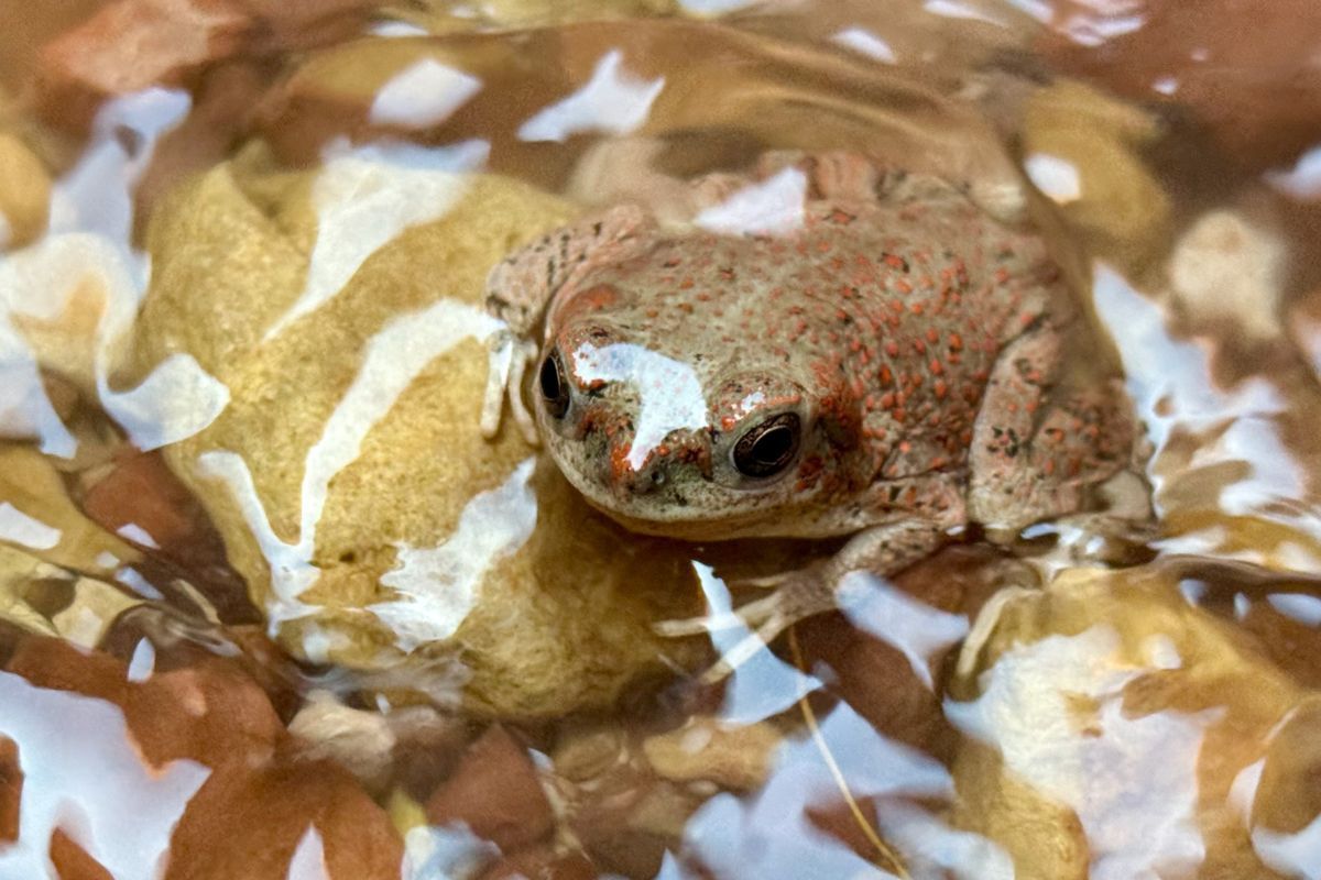 Toad in shallow water, resting on tan rocks. Brown and tan mottled skin, dark eyes.