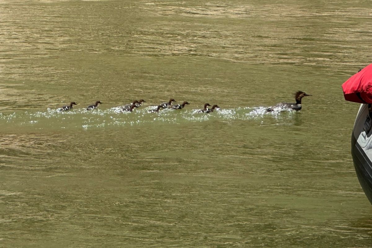 A group of ducks are swimming in a lake.