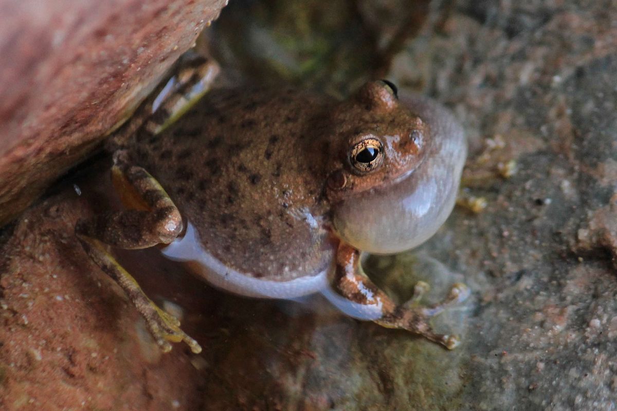 A small frog is sitting on a rock and looking at the camera