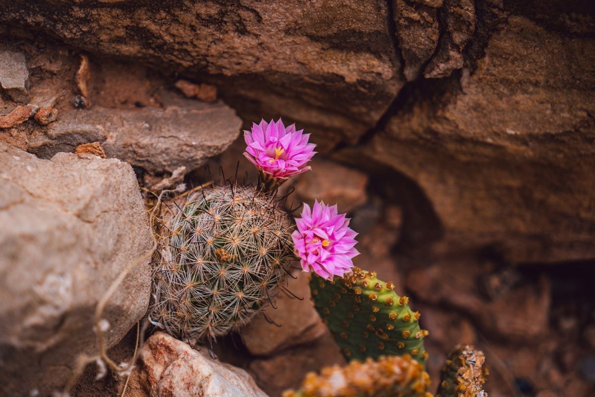 A close up of a cactus with pink flowers growing out of it.
