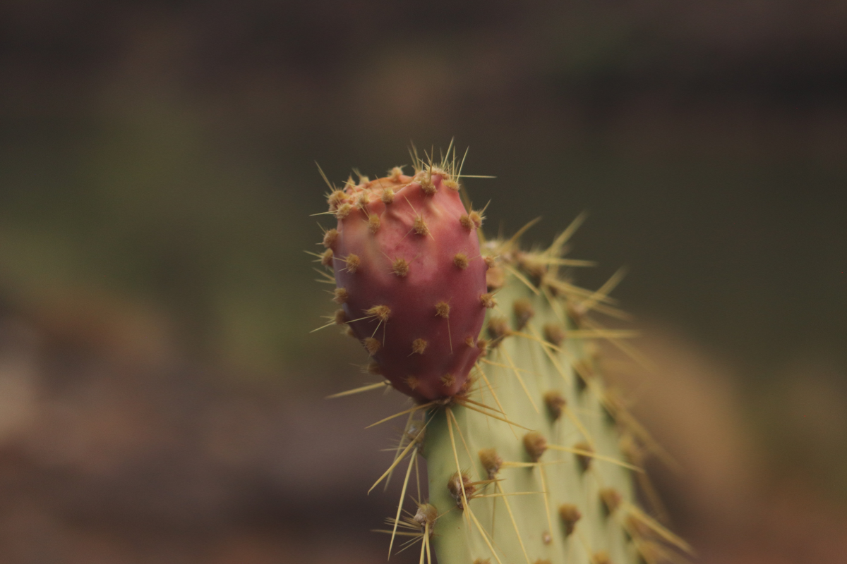 A close up of a cactus with a pink flower on it.