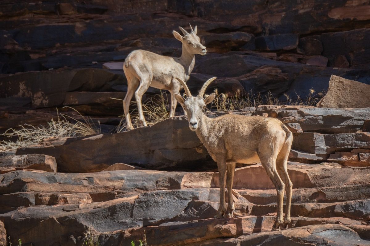 Two desert bighorn sheep stand on red rock cliffs, one with horns looking at the camera.