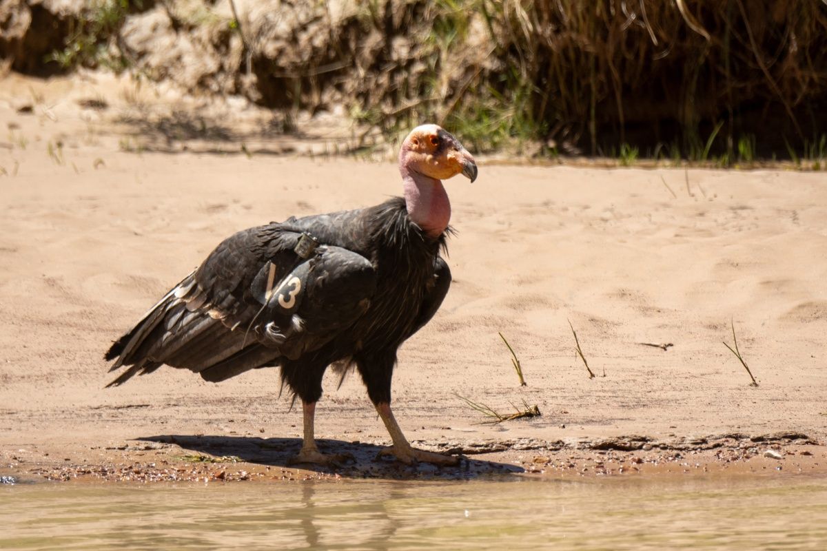 A large black bird with a yellow beak is standing on the shore of a river.