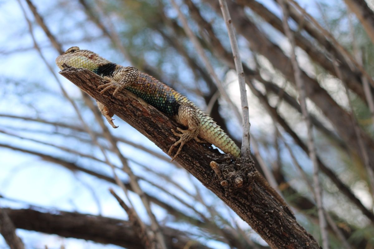 A lizard is sitting on a tree branch.