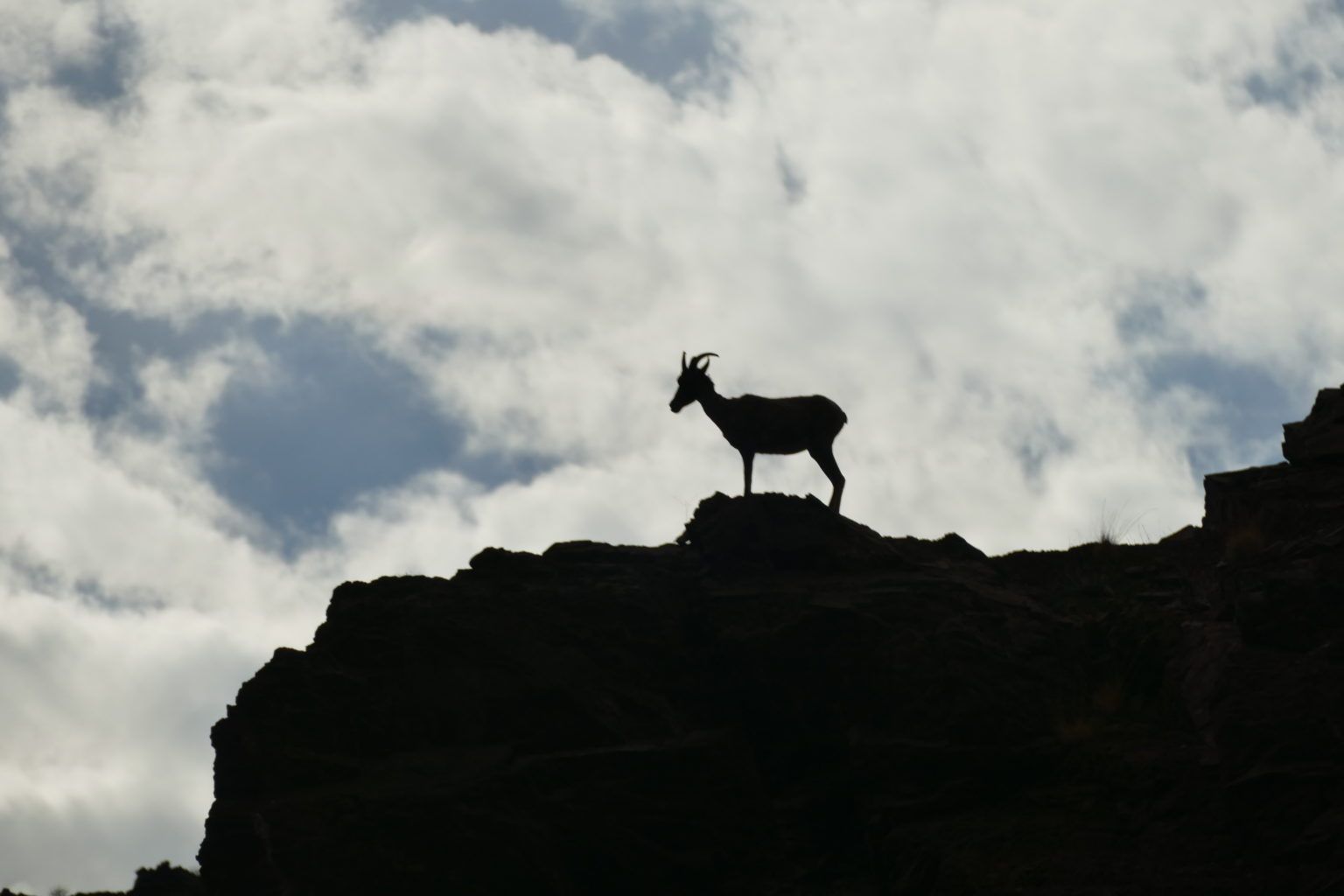 A silhouette of a goat standing on top of a hill