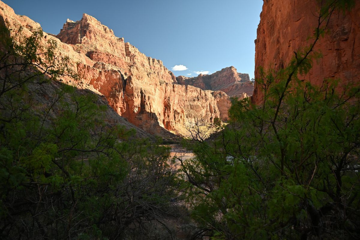 view of the top of Grand Canyon lit up by the sun with a blue sky above it, while the view stands in the shade with green trees on either side