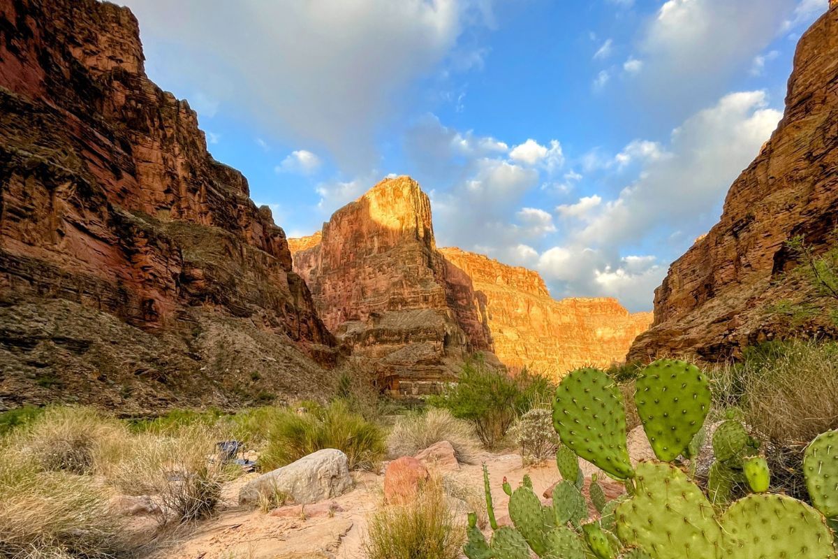 Canyon landscape with red rock walls, blue sky, and green cacti.