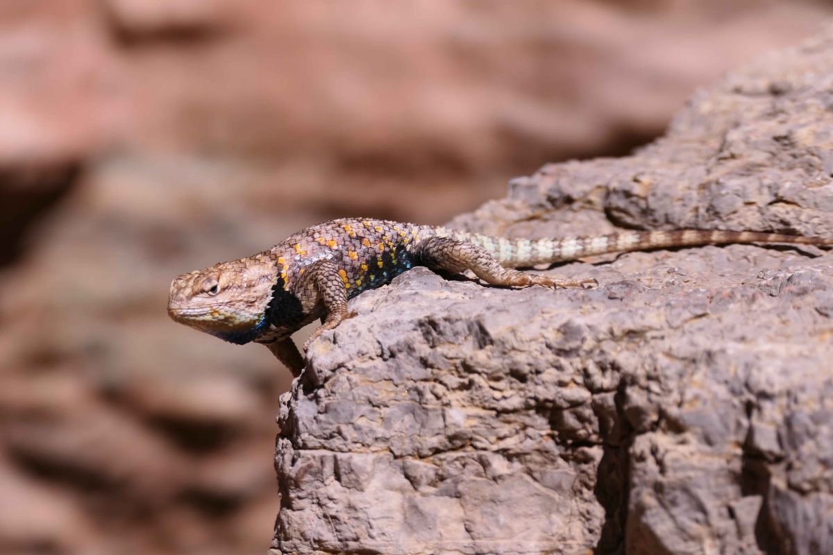 Lizard perched on a rock, with mottled brown, orange, and blue coloring, against a blurred rocky background.