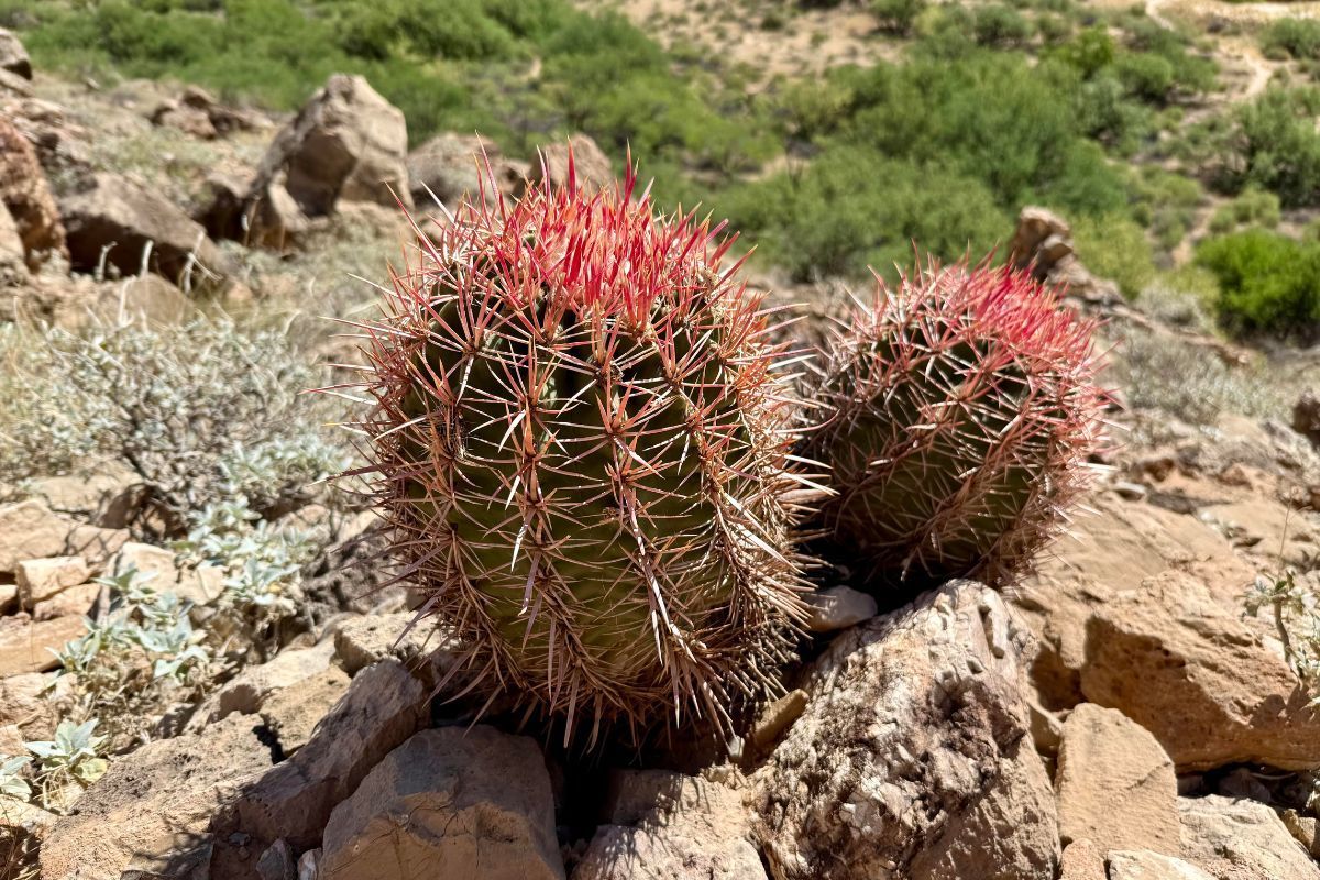 Two round cacti with red spines sit on rocky ground in sunlight.